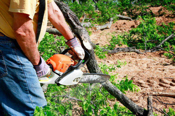 Best Arborist Services Near Me  in Hooper, UT